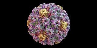 hpv virus